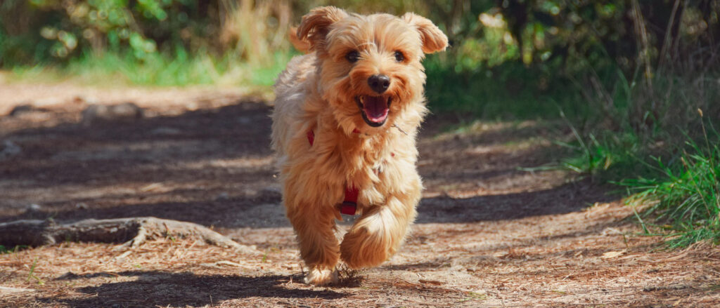 Ein auf einen zulaufender kleiner Hund auf einem Weg.