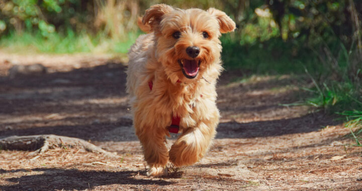 Ein auf einen zulaufender kleiner Hund auf einem Weg.