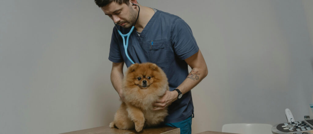 Ein Tierarzt mit Stetoskop um den Hals untersucht einen Hund mit den Händen.