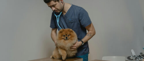 Ein Tierarzt mit Stetoskop um den Hals untersucht einen Hund mit den Händen.