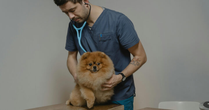 Ein Tierarzt mit Stetoskop um den Hals untersucht einen Hund mit den Händen.
