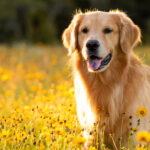 Golden Retriver in gelber Blumenwiese.