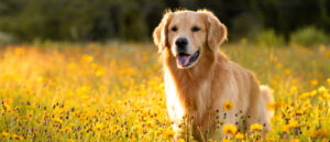 Golden Retriver in gelber Blumenwiese.