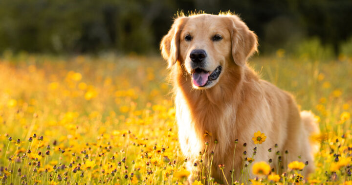 Golden Retriver in gelber Blumenwiese.