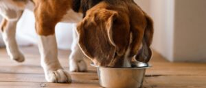 Hund frisst aus einem Napf