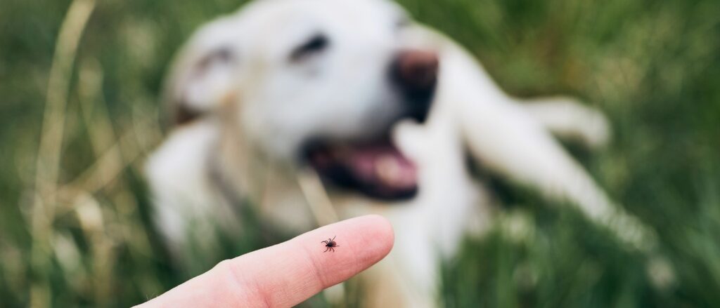Auf einer Hand sitzt eine Zecke, im Hintergrund ist ein Hund zu erahnen.