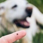Auf einer Hand sitzt eine Zecke, im Hintergrund ist ein Hund zu erahnen.