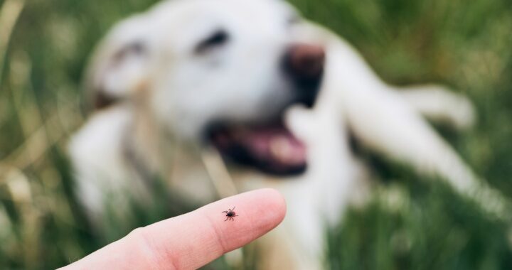 Auf einer Hand sitzt eine Zecke, im Hintergrund ist ein Hund zu erahnen.